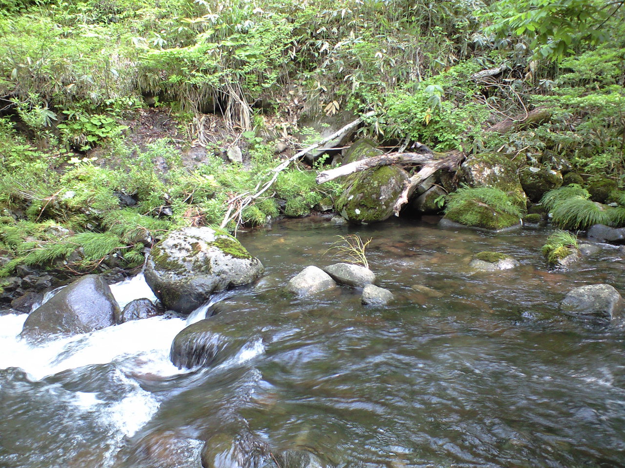 釣行記　6月4日　峠川C&R区間と小鳥川_a0093677_19411268.jpg