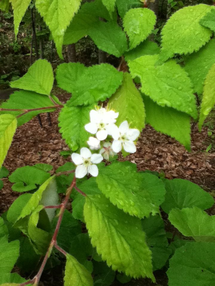 c0104378_1612592.jpg