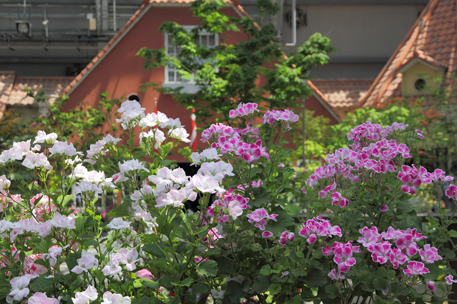 11.05.15：花三昧・八橋でカキツバタ、デンパークで薔薇を５_c0007190_18142434.jpg