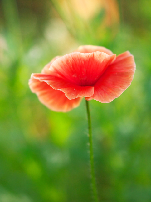 Poppy_b0149692_15552943.jpg