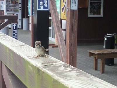 小鳥はとっても歌が好き~♪_b0219993_10565325.jpg
