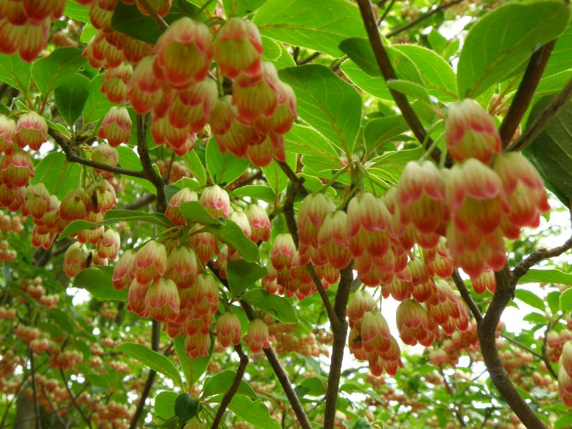 2011/06/04　またまたの高山植物園　ガスのち曇り地上は晴　５名＋１名_c0134193_102430100.jpg