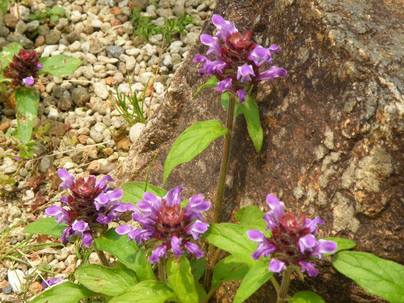 2011/06/04　またまたの高山植物園　ガスのち曇り地上は晴　５名＋１名_c0134193_10273917.jpg