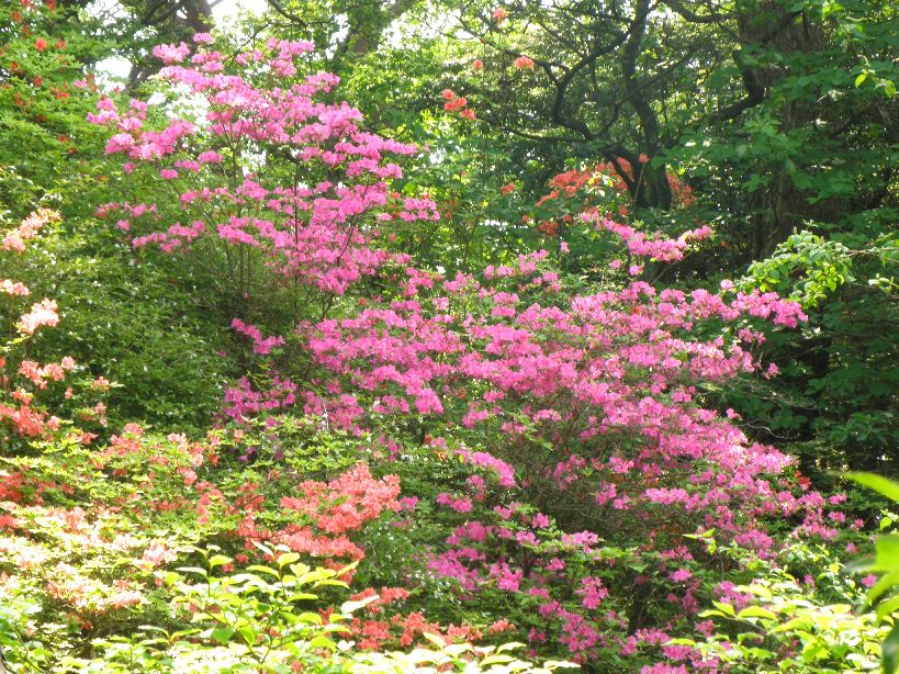 2011/06/04　またまたの高山植物園　ガスのち曇り地上は晴　５名＋１名_c0134193_10323235.jpg