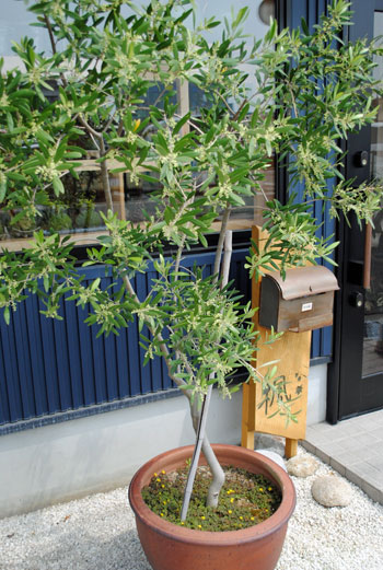 オリーブの植え付け 本日 吉日 オリーブの植え付け 本日 吉日
