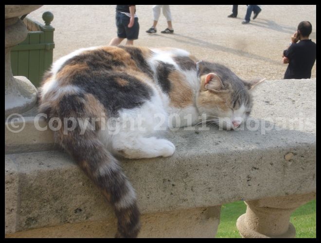 【ネコCHAT】街角のにゃんこ6月5日（Jardin du Luxembourg）Paris_a0008105_23335056.jpg