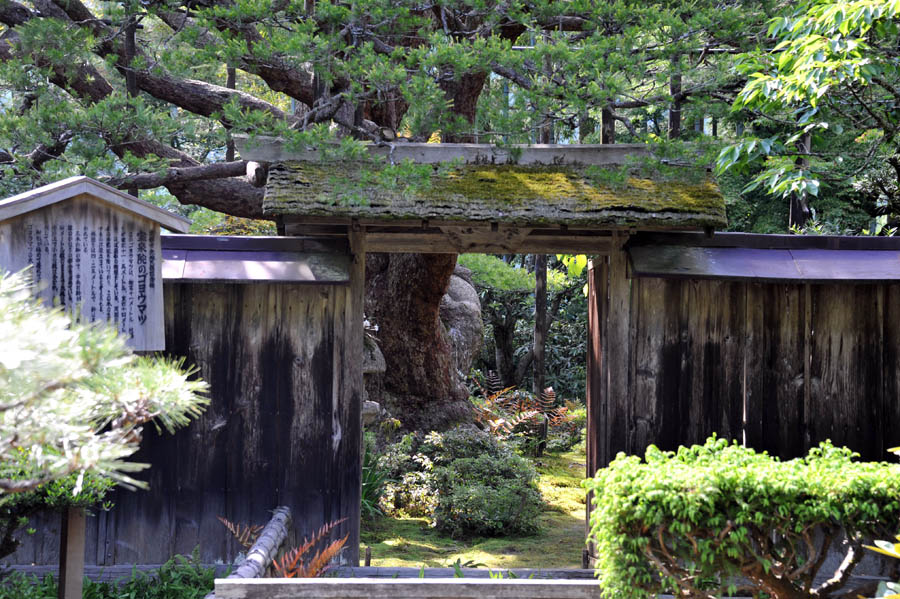 三千院 と 五葉松 (京都)_a0042310_10113355.jpg