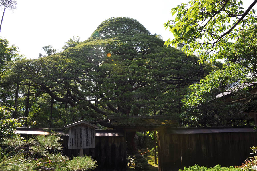 三千院 と 五葉松 (京都)_a0042310_1011624.jpg