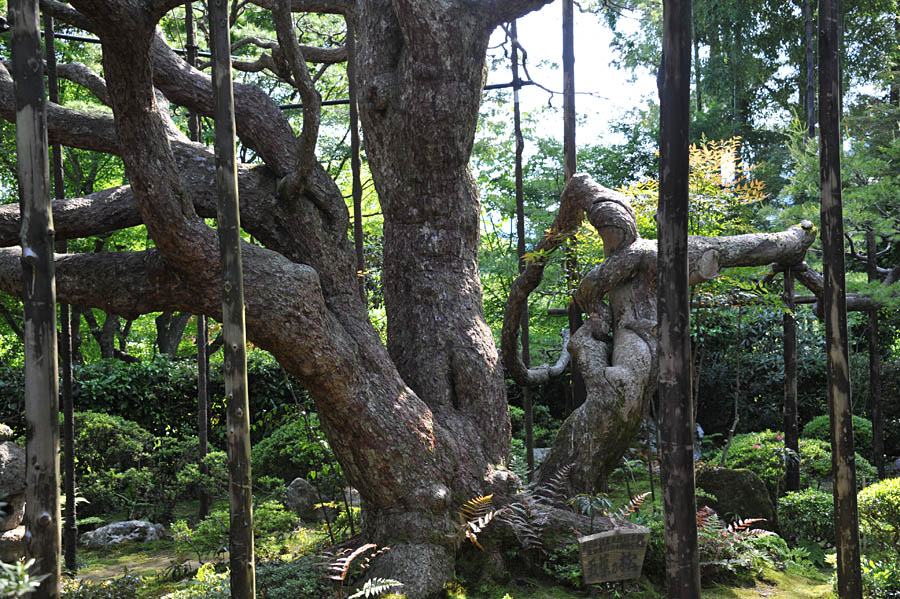 三千院 と 五葉松 (京都)_a0042310_10125558.jpg