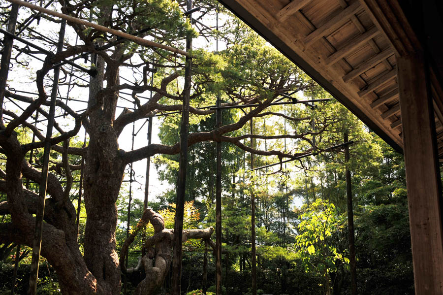 三千院 と 五葉松 (京都)_a0042310_10133384.jpg