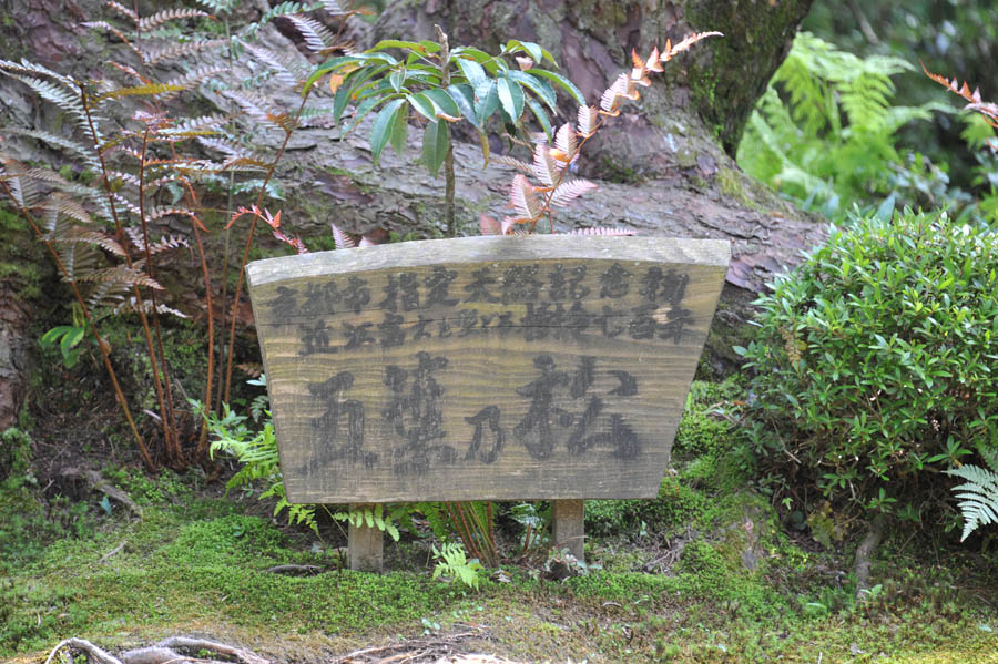 三千院 と 五葉松 (京都)_a0042310_1013873.jpg