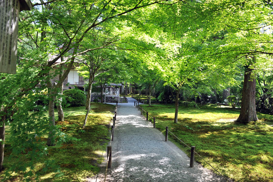 三千院 と 五葉松 (京都)_a0042310_101533.jpg