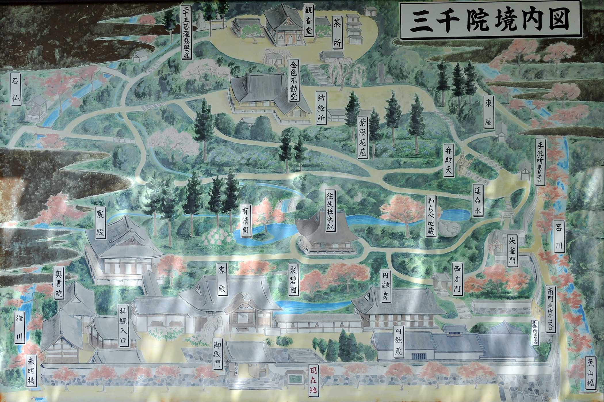 三千院 と 五葉松 (京都)_a0042310_9571656.jpg