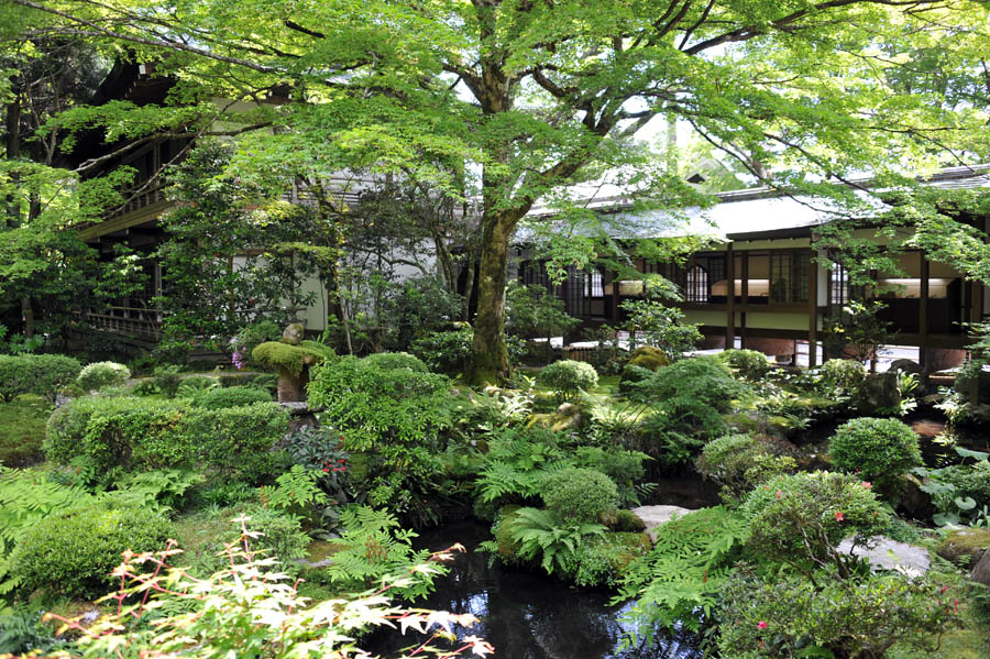 三千院 と 五葉松 (京都)_a0042310_9592868.jpg