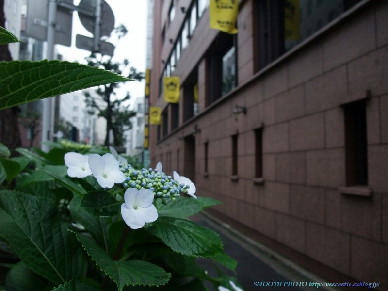 都心de見ル紫陽花＆Taxi目線de見ル新橋駅前_f0201711_23105665.jpg