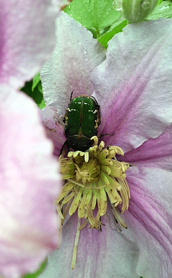 e0020214_1105096.gif