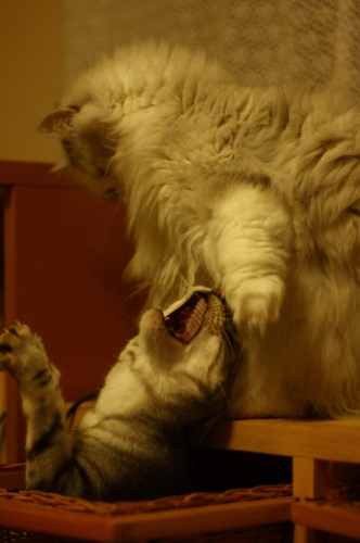 a0129020_23201132.jpg