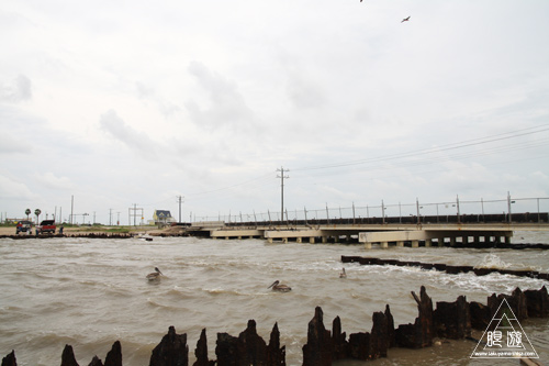 106 Bolivar Peninsula ~ペリカンだらけ~_c0211532_21253919.jpg