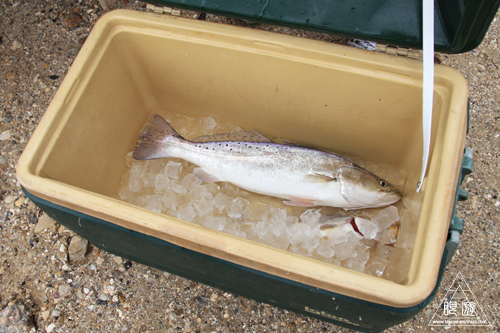 106 Bolivar Peninsula ~ペリカンだらけ~_c0211532_2129536.jpg