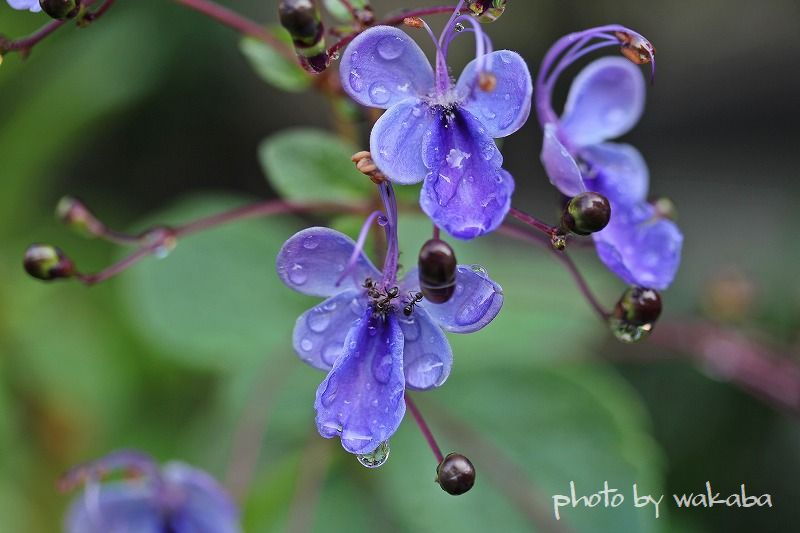 雨上がりの散歩道の花_e0052135_18285525.jpg