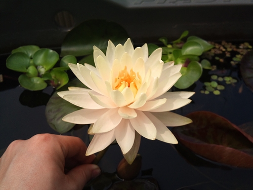 通称 タイピーチクリームがきちんと開花しました 好きな事とぼそっと独り言
