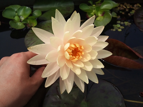 通称 タイピーチクリームがきちんと開花しました 好きな事とぼそっと独り言