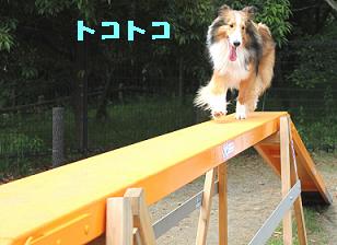 行楽で偶然バッタリ合流♪アーサー君_e0195743_0541477.jpg