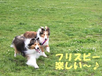 行楽で偶然バッタリ合流♪アーサー君_e0195743_0574269.jpg