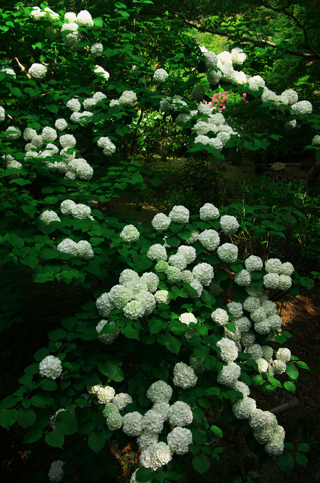 ツツジ咲く三室戸寺(後編)_f0155048_0311454.jpg