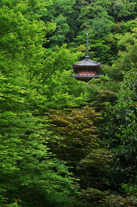 ツツジ咲く三室戸寺(後編)_f0155048_0311881.jpg