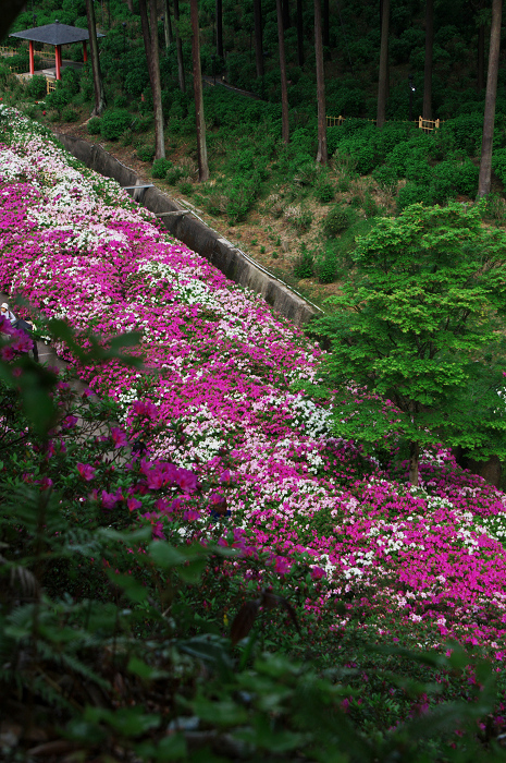 ツツジ咲く三室戸寺(後編)_f0155048_0313030.jpg