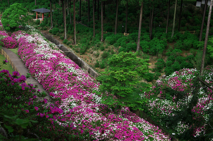 ツツジ咲く三室戸寺(後編)_f0155048_031440.jpg