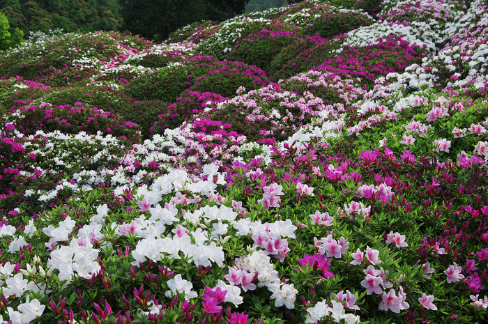 ツツジ咲く三室戸寺(後編)_f0155048_0315016.jpg