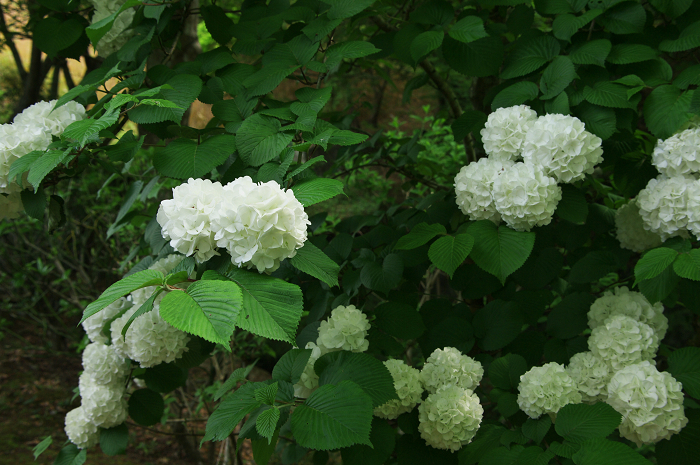 ツツジ咲く三室戸寺(後編)_f0155048_031823.jpg
