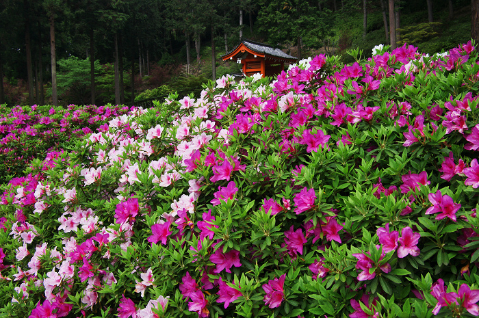 ツツジ咲く三室戸寺(後編)_f0155048_032273.jpg