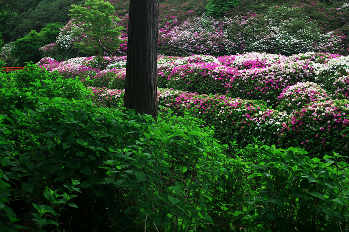 ツツジ咲く三室戸寺(後編)_f0155048_032444.jpg