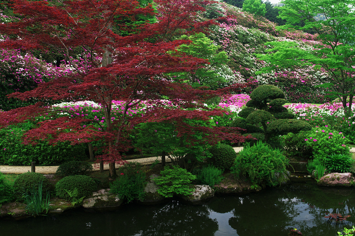 ツツジ咲く三室戸寺(後編)_f0155048_033286.jpg