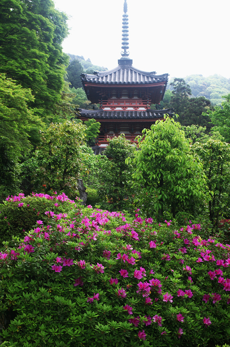 ツツジ咲く三室戸寺(後編)_f0155048_0333085.jpg