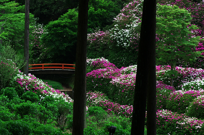 ツツジ咲く三室戸寺(後編)_f0155048_0343680.jpg