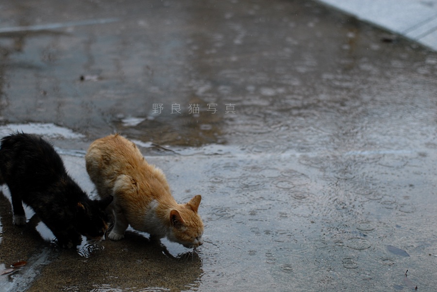 梅雨の日の一場面_b0043651_21361617.jpg