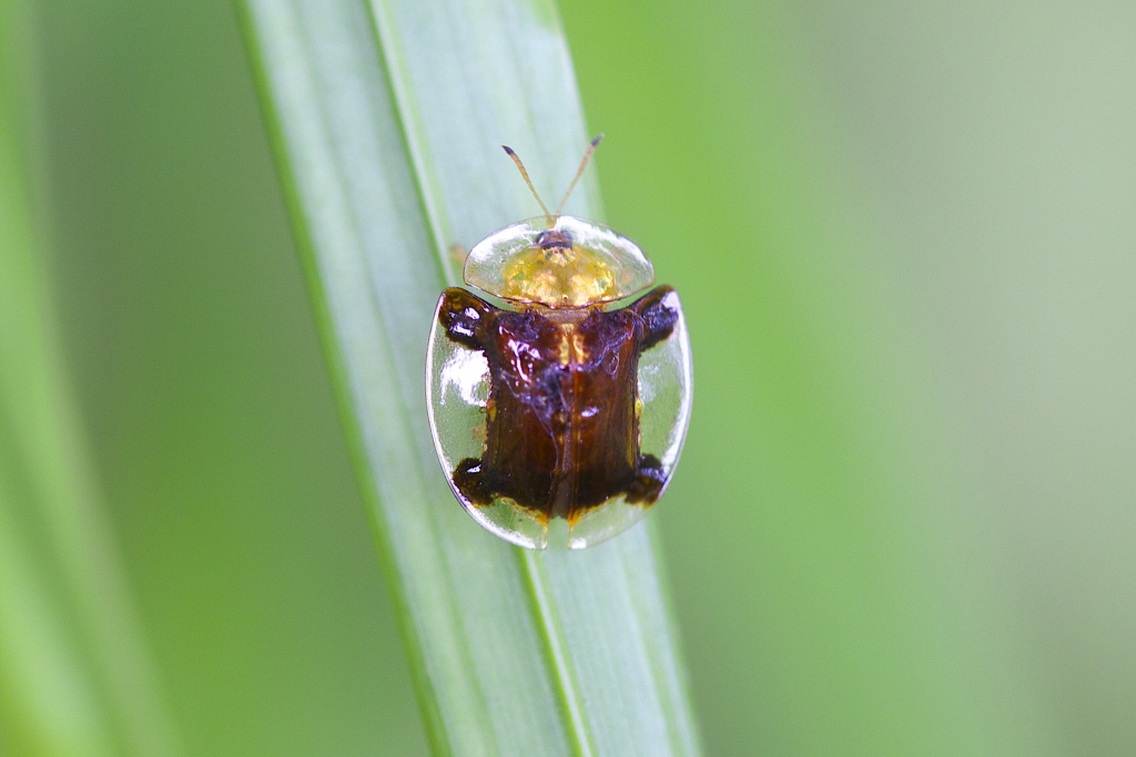 黄金に光り輝く虫 デジカメ写真生活 黄金に光り輝く虫 デジカメ写真生活
