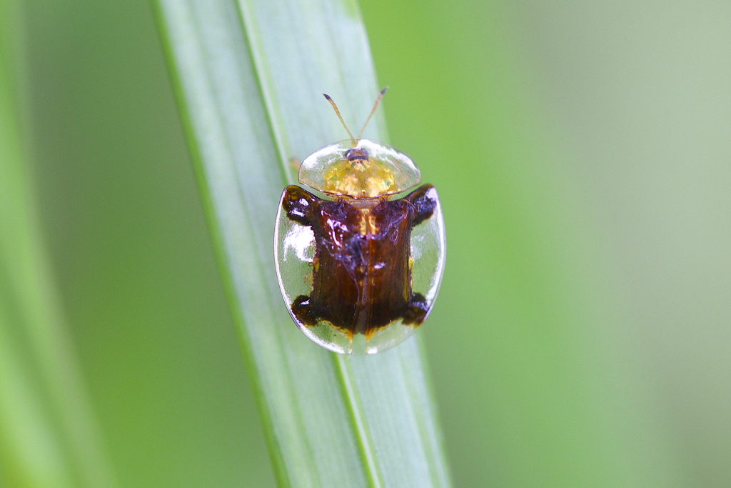 黄金に光り輝く虫 デジカメ写真生活