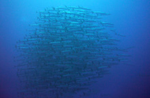 d0113459_9838.jpg