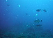 d0113459_985632.jpg