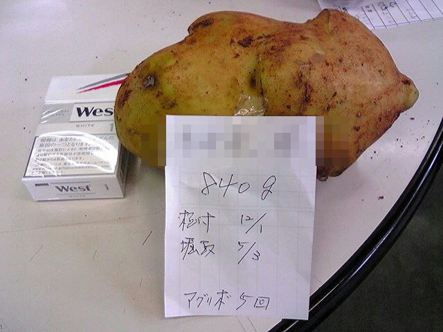 ビッグジャガイモコンテスト_b0164360_1841618.jpg