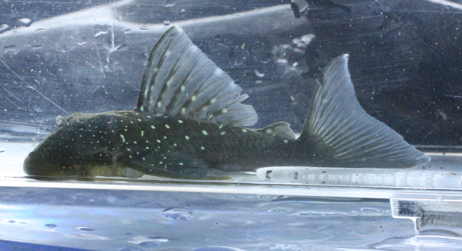 a0162263_19494592.jpg