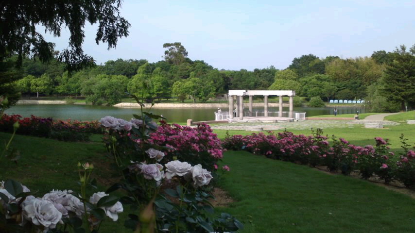 とんぼ池公園・バラ_e0136066_22295351.jpg