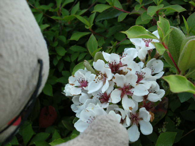 c0158573_1031360.jpg