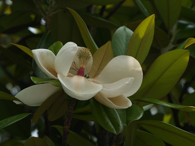 タイサンボクの大きな白い花 自然風の自然風だより