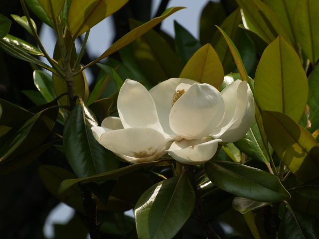 タイサンボクの大きな白い花 自然風の自然風だより